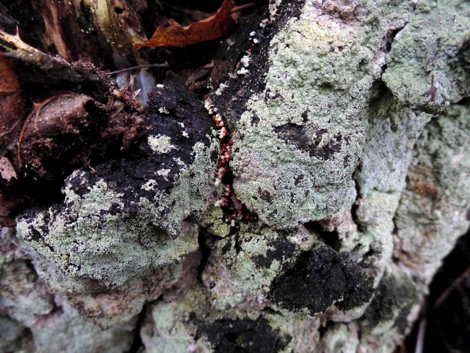 heel kleine paddenstoeltjes